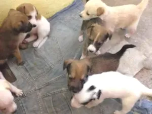 Cachorro raça Sem raça definida idade Abaixo de 2 meses nome Filhotes