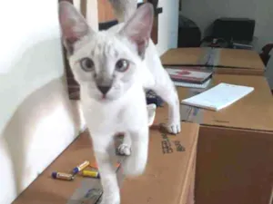 Gato raça Ciamesa idade 2 a 6 meses nome Lindinha