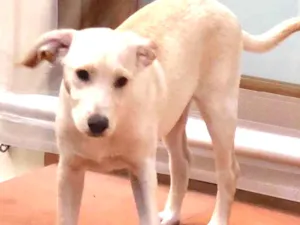 Cachorro raça SRD idade 2 a 6 meses nome Max