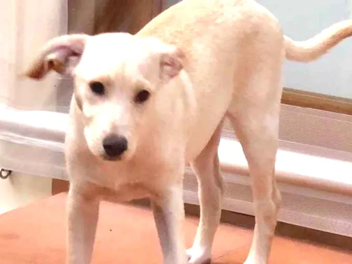 Cachorro ra a SRD idade 2 a 6 meses nome Max