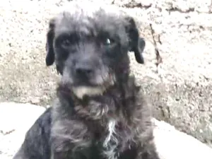Cachorro raça Mestiça de poodle  idade 1 ano nome Pantufa 