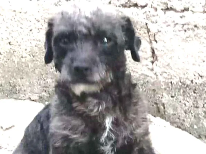 Cachorro ra a Mestiça de poodle  idade 1 ano nome Pantufa 