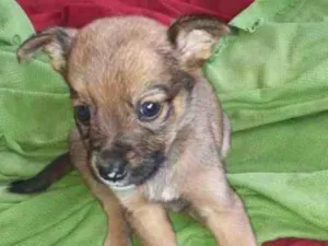 Cachorro raça  poodle idade Abaixo de 2 meses nome Maria