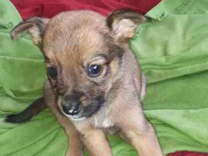 Cachorro ra a  poodle idade Abaixo de 2 meses nome Maria