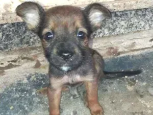 Cachorro raça  poodle idade Abaixo de 2 meses nome Katy