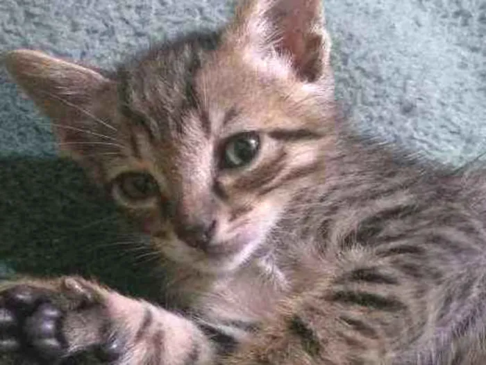 Gato ra a  idade 2 a 6 meses nome Sem nomes ainda