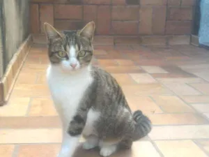 Gato raça Srd idade 2 a 6 meses nome  Luna e Mila