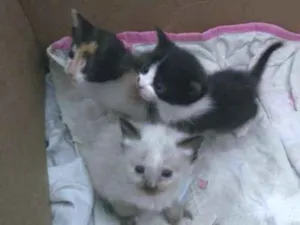 Gato raça Srd idade 2 a 6 meses nome Sem nome