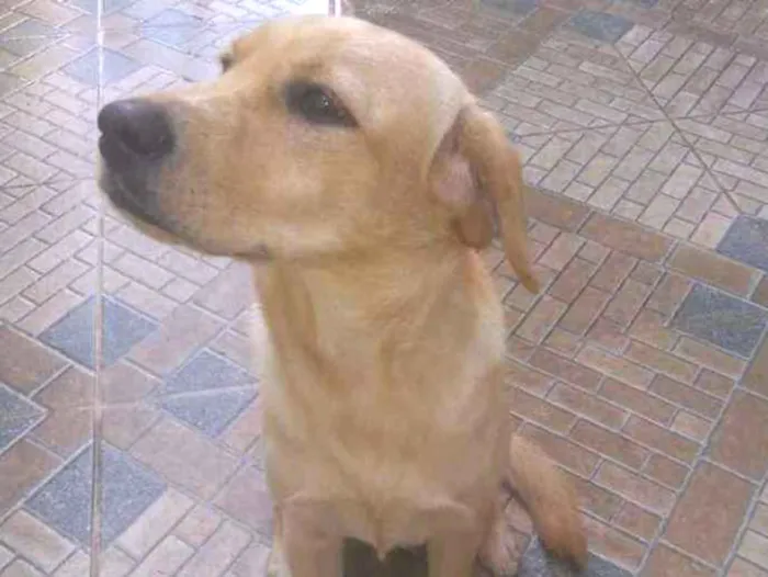 Cachorro ra a Labrador idade 7 a 11 meses nome Greta