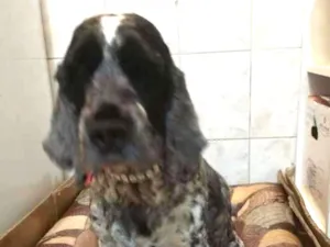 Cachorro raça Cocker idade 6 ou mais anos nome Luna
