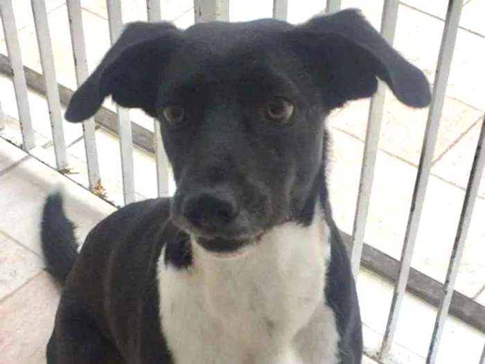 Cachorro ra a SRD idade 2 anos nome PAOLA