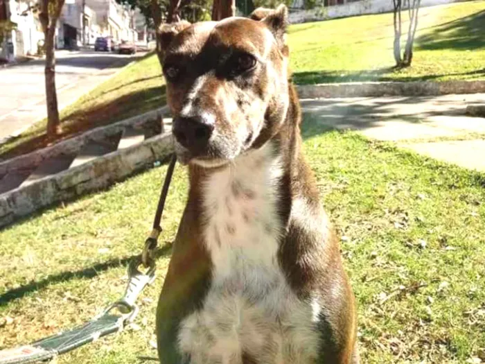 Cachorro ra a SRD idade 2 anos nome CACAU