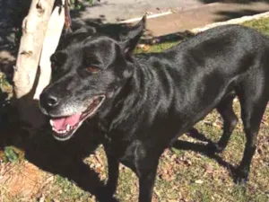 Cachorro raça SRD idade 6 ou mais anos nome BIG
