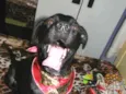 ZORRO