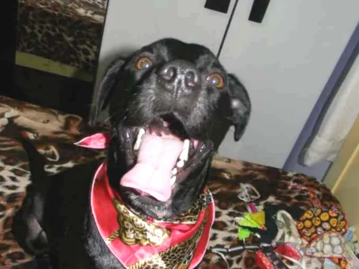 Cachorro ra a SRD idade 2 anos nome ZORRO