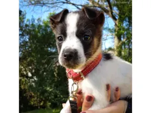 Cachorro raça SRD idade 2 a 6 meses nome Biscoitinho