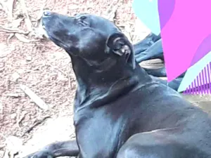 Cachorro raça SRD idade 5 anos nome Nina
