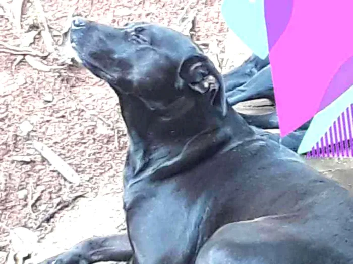Cachorro ra a SRD idade 5 anos nome Nina