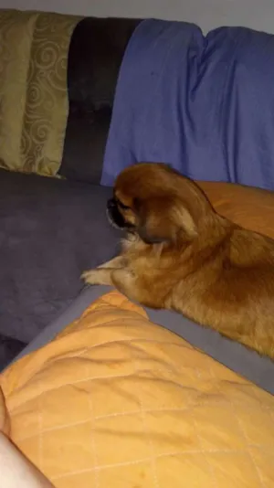 Cachorro raça pequines idade 4 anos nome Frida 