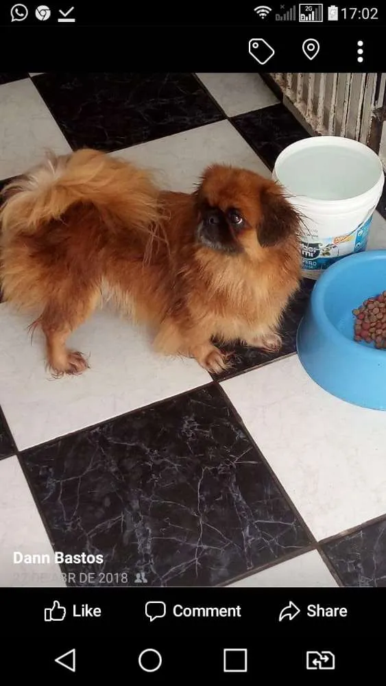 Cachorro ra a pequines idade 4 anos nome Frida 