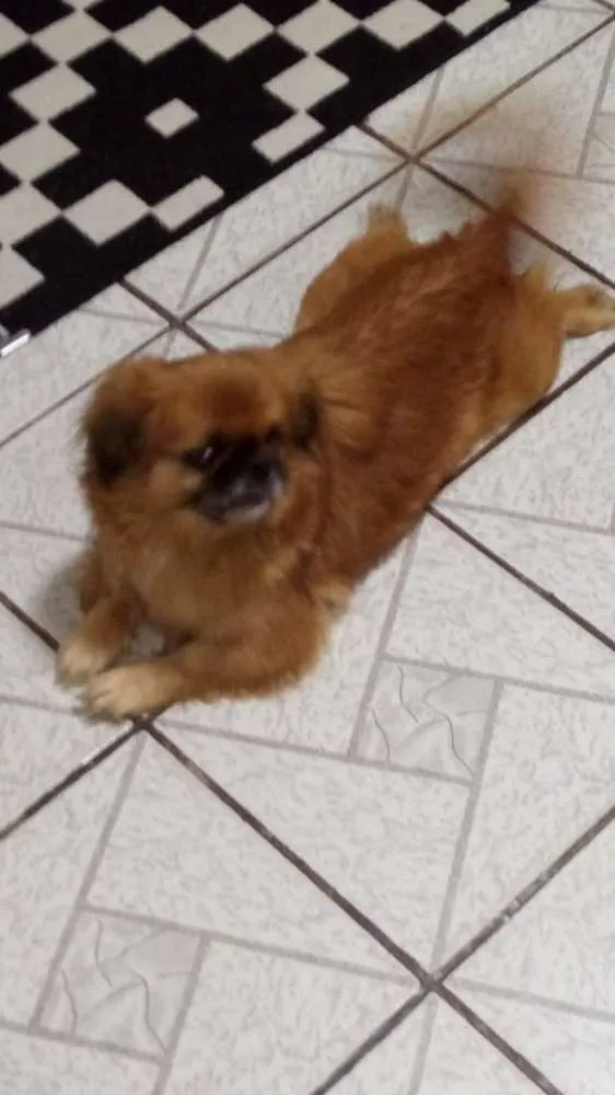 Cachorro ra a pequines idade 4 anos nome Frida 