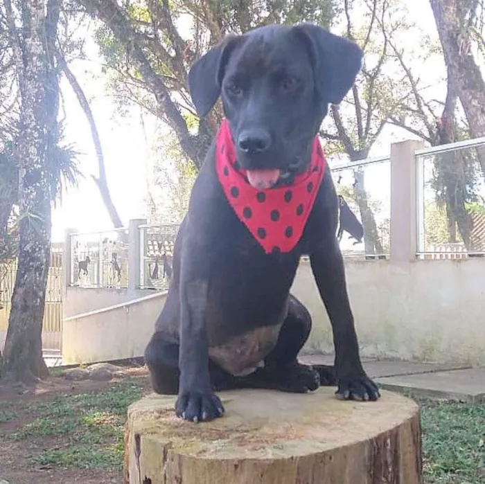 Cachorro ra a srd idade 2 a 6 meses nome Elza