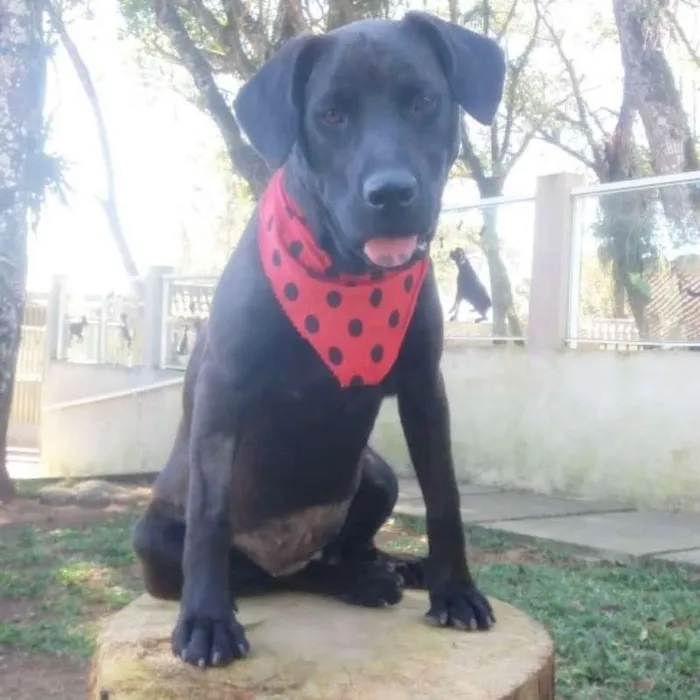 Cachorro ra a srd idade 2 a 6 meses nome Elza
