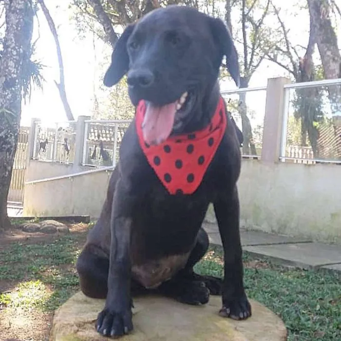 Cachorro ra a srd idade 2 a 6 meses nome Elza