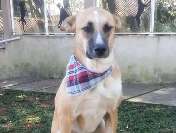 Cachorro ra a srd idade 1 ano nome Bento