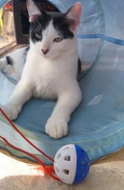 Gato ra a srd idade 1 ano nome Frajola