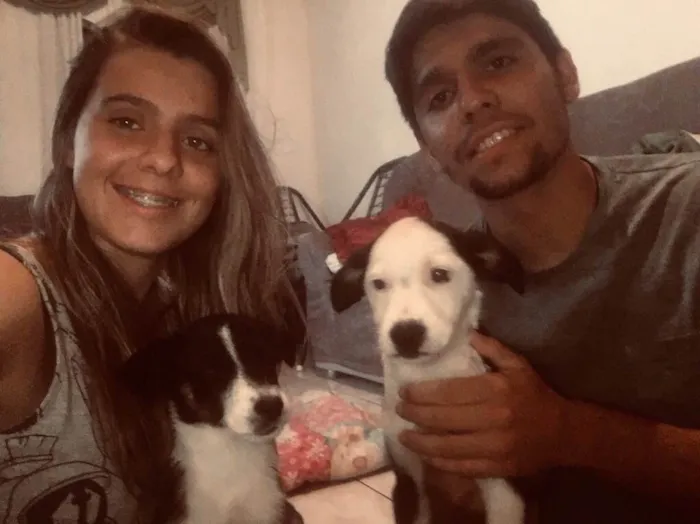 Cachorro ra a Vira lata idade Abaixo de 2 meses nome Teddy e Amora