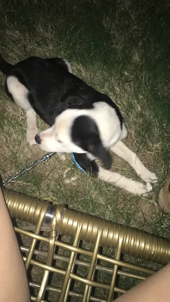 Cachorro ra a Vira lata idade Abaixo de 2 meses nome Teddy e Amora