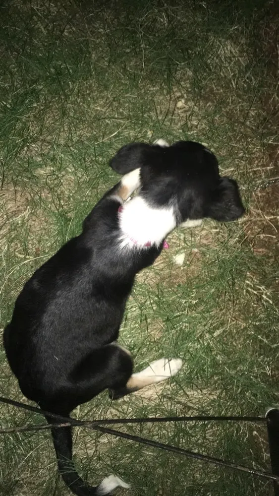 Cachorro ra a Vira lata idade Abaixo de 2 meses nome Teddy e Amora