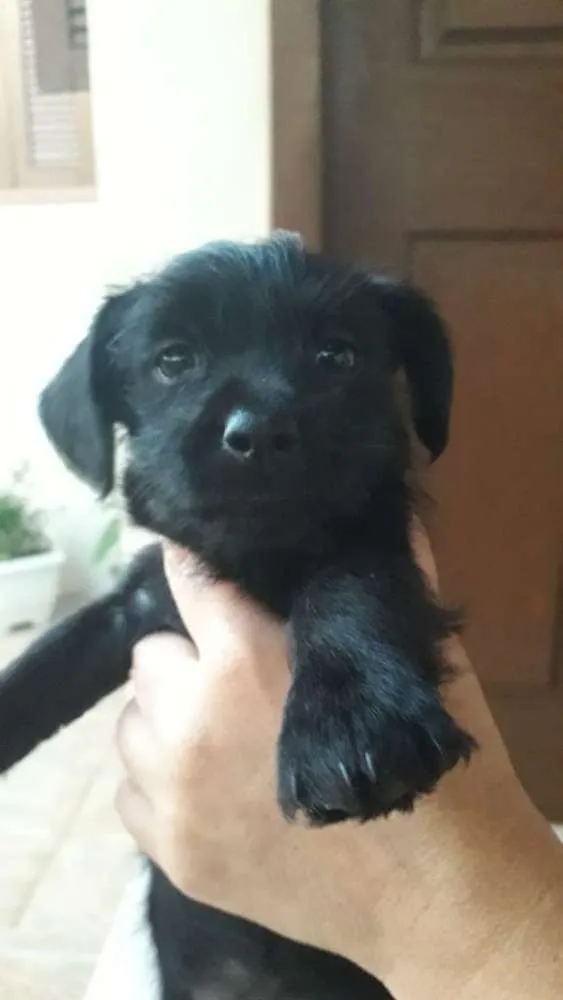 Cachorro ra a Vira-lata idade 2 a 6 meses nome Jujubinha