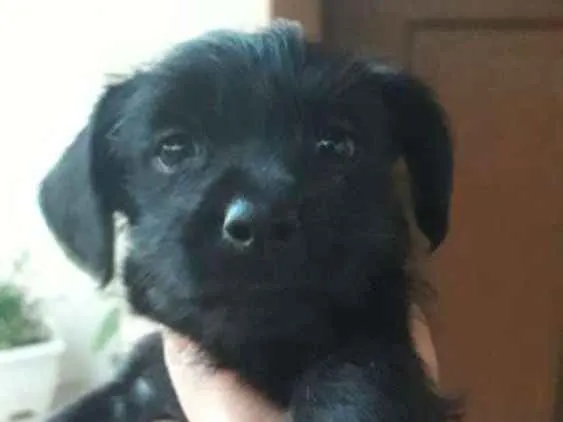 Cachorro ra a Vira-lata idade 2 a 6 meses nome Jujubinha