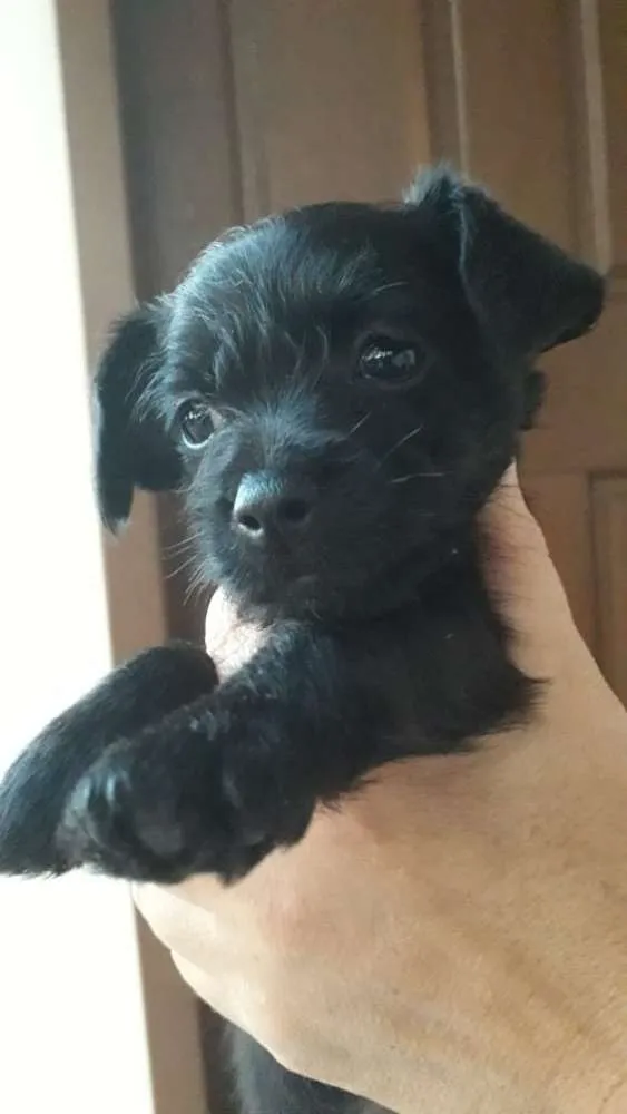 Cachorro ra a Vira-lata idade 2 a 6 meses nome Caçulinha