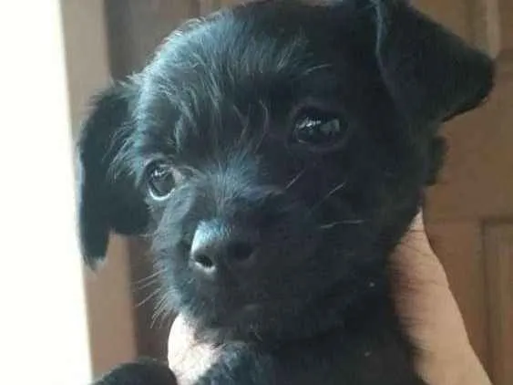 Cachorro ra a Vira-lata idade 2 a 6 meses nome Caçulinha
