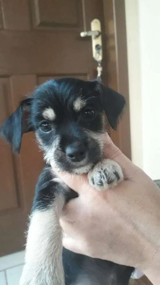 Cachorro ra a Vira-lata idade 2 a 6 meses nome Luvinha