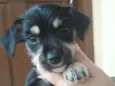 Luvinha