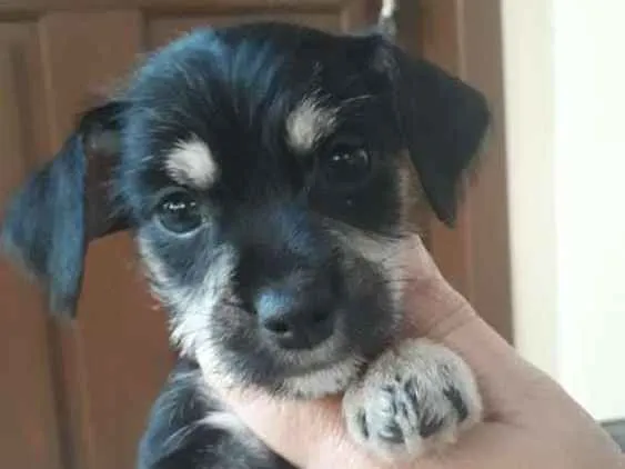Cachorro ra a Vira-lata idade 2 a 6 meses nome Luvinha