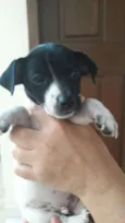 Snoopy