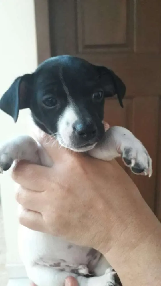 Cachorro ra a Vira-lata idade 2 a 6 meses nome Snoopy