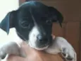 Snoopy