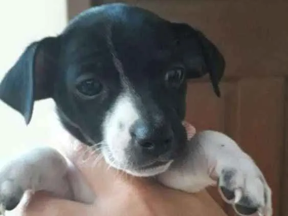 Cachorro ra a Vira-lata idade 2 a 6 meses nome Snoopy