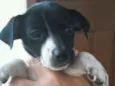 Snoopy