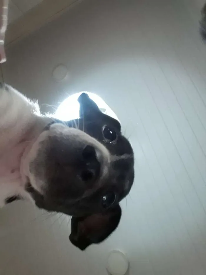 Cachorro ra a Vira-lata idade 2 a 6 meses nome Snoopy