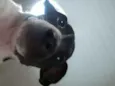Snoopy