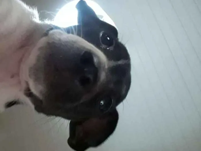 Cachorro ra a Vira-lata idade 2 a 6 meses nome Snoopy