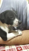 Snoopy