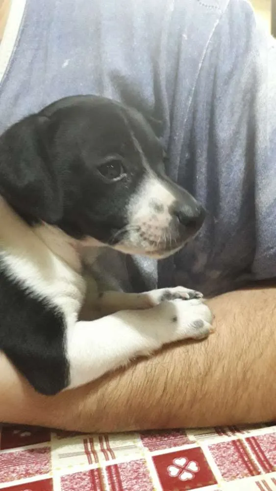 Cachorro ra a Vira-lata idade 2 a 6 meses nome Snoopy